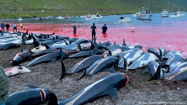 Indignante matanza de 1.400 delfines