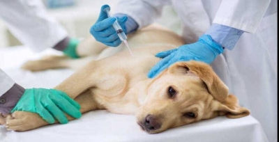 Rusia registra la primera vacuna del mundo contra covid-19 para animales