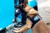 Agentes caninos protegen la frontera