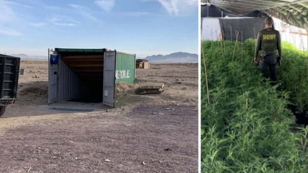 Encuentran sembradío subterráneo de marihuana en California