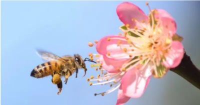 Hoy es el día mundial de las abejas